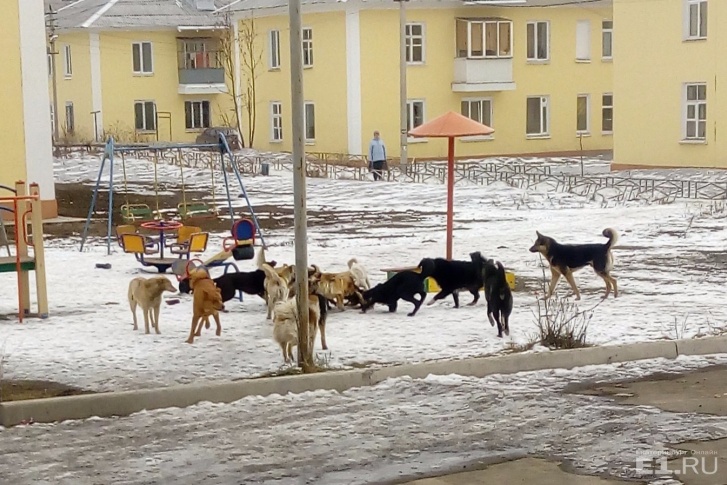 Собаки держат в страхе тагильчан уже месяц.
Собаки держат в страхе тагильчан уже месяц.