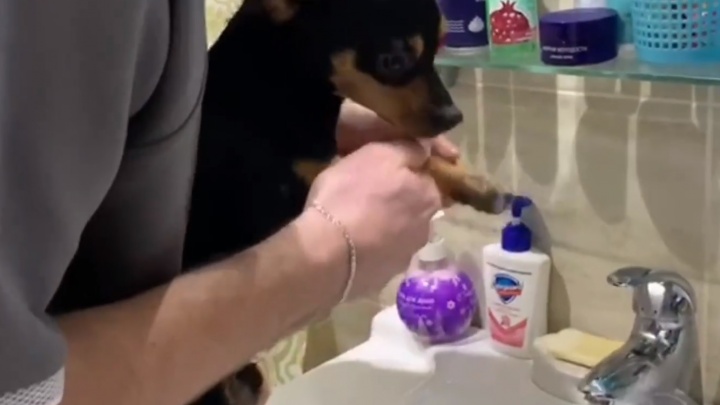 Видео дня. ХК «Торпедо» запустил челлендж против вирусов — лапы помыли даже собаке