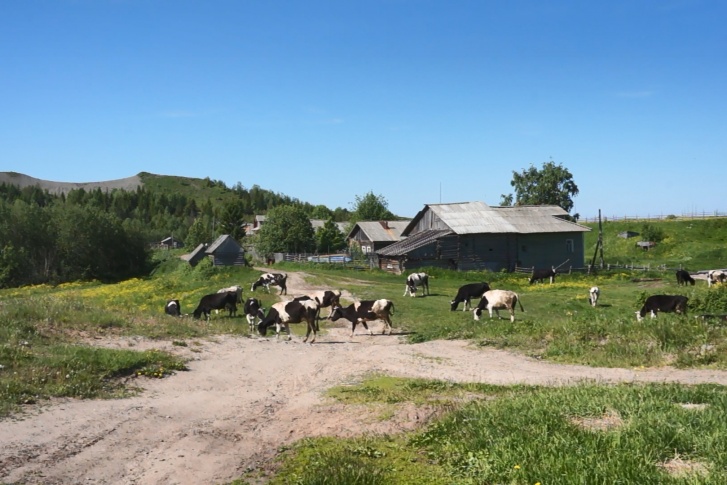 В деревне Лямце мирно пасутся коровы. Масло, которое делают местные жители из молока, активистки оценили на 10 из 10
