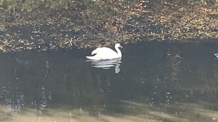 «А белый лебедь на пруду...»: горожане заметили у ЦПКиО птицу из Красной книги