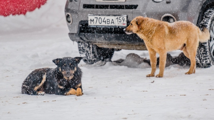 В Перми количество бродячих собак сократилось на тысячу особей