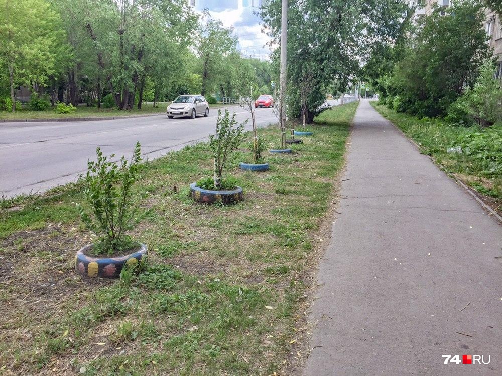 Приживутся ли высаженные деревья и кустарники, экологи администрации проверят в следующем году Приживутся ли высаженные деревья и кустарники, экологи администрации проверят в следующем году