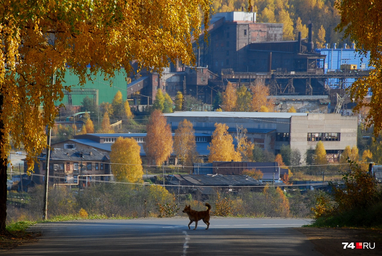 Фабрика стоит в низине, но благодаря хитрому рельефу её каждая собака видит