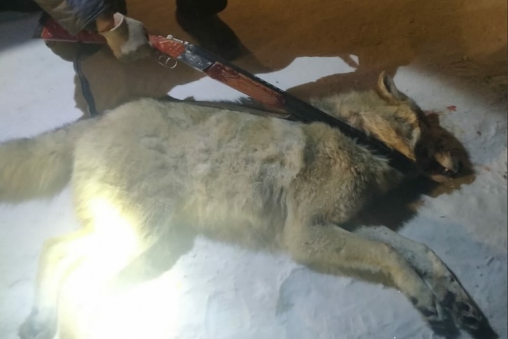 Специалисты департамента природных ресурсов удивились появлению волка в селе 