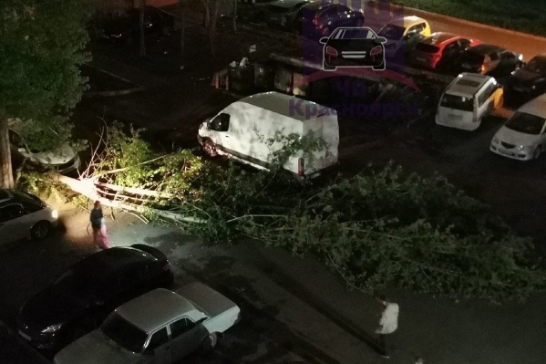 На тротуар упало дерево На тротуар упало дерево