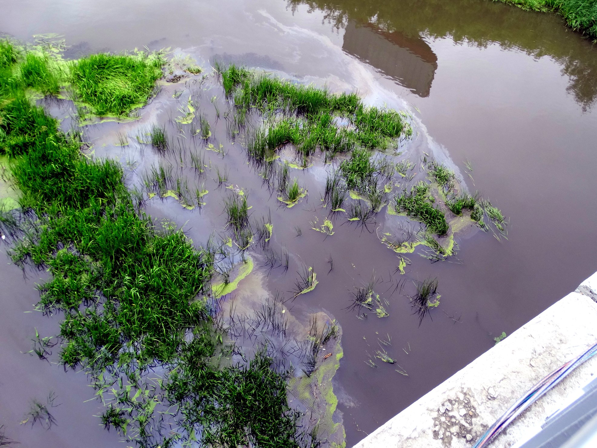 «Это не аварийная ситуация»: в реку Миасс возле брошенного конгресс-холла попали нефтепродукты