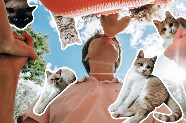 Мужчины и котики — излюбленные герои различных мемов Мужчины и котики — излюбленные герои различных мемов