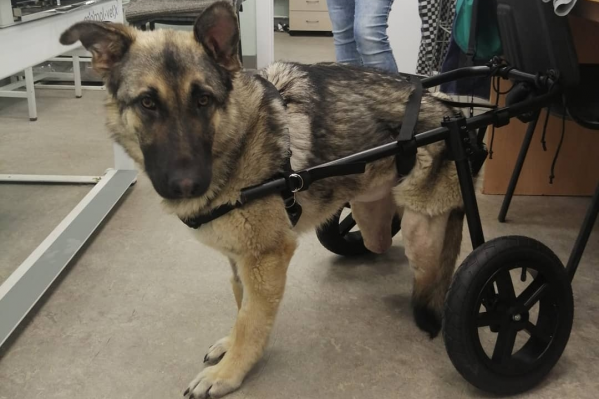 Специально для Татти сделали коляску Специально для Татти сделали коляску