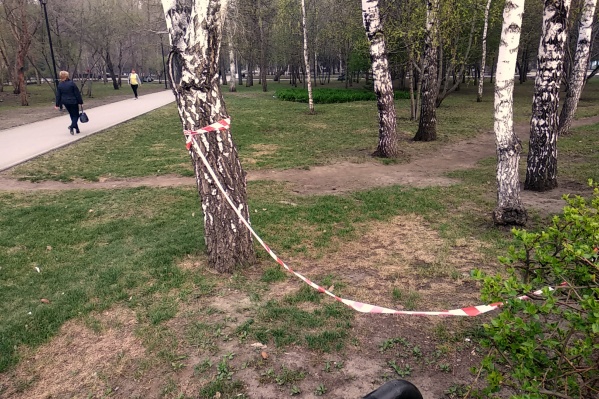 Порвав ленточку на входе в Сквер Славы, неизвестный новосибирец аккуратно повесил свободный конец на ближайший кустик Порвав ленточку на входе в Сквер Славы, неизвестный новосибирец аккуратно повесил свободный конец на ближайший кустик