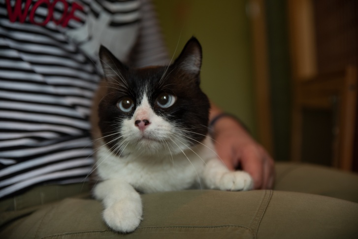 Коту около 4 лет Коту около 4 лет