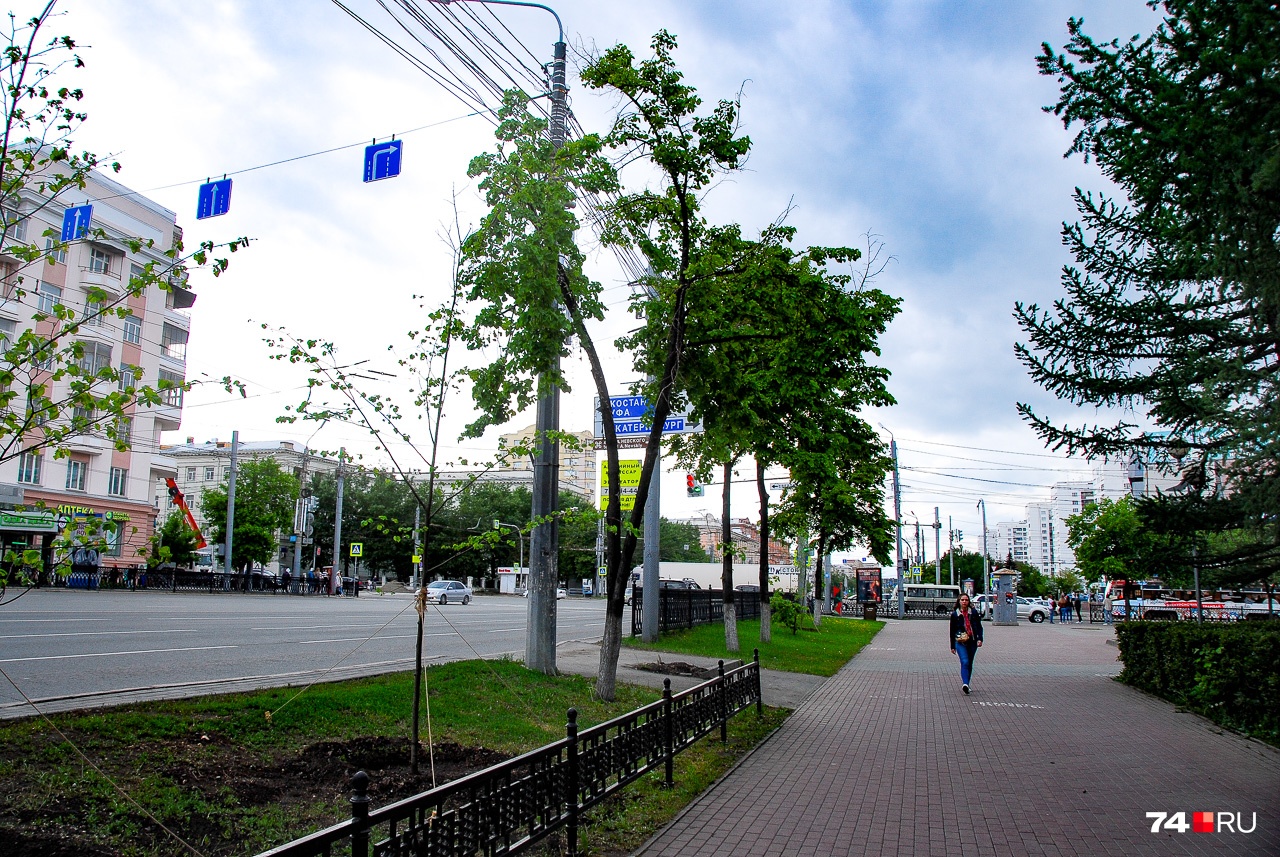 Центр города: липы похожи на крысиные хвосты Центр города: липы похожи на крысиные хвосты