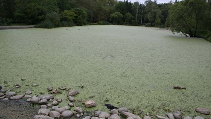 В Екатеринбурге облагородят дендрарий, в котором пруд превратился в болото