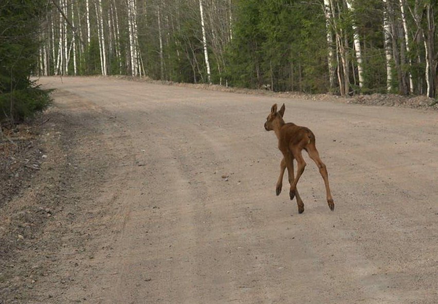 Фото существо с проселочной дороги