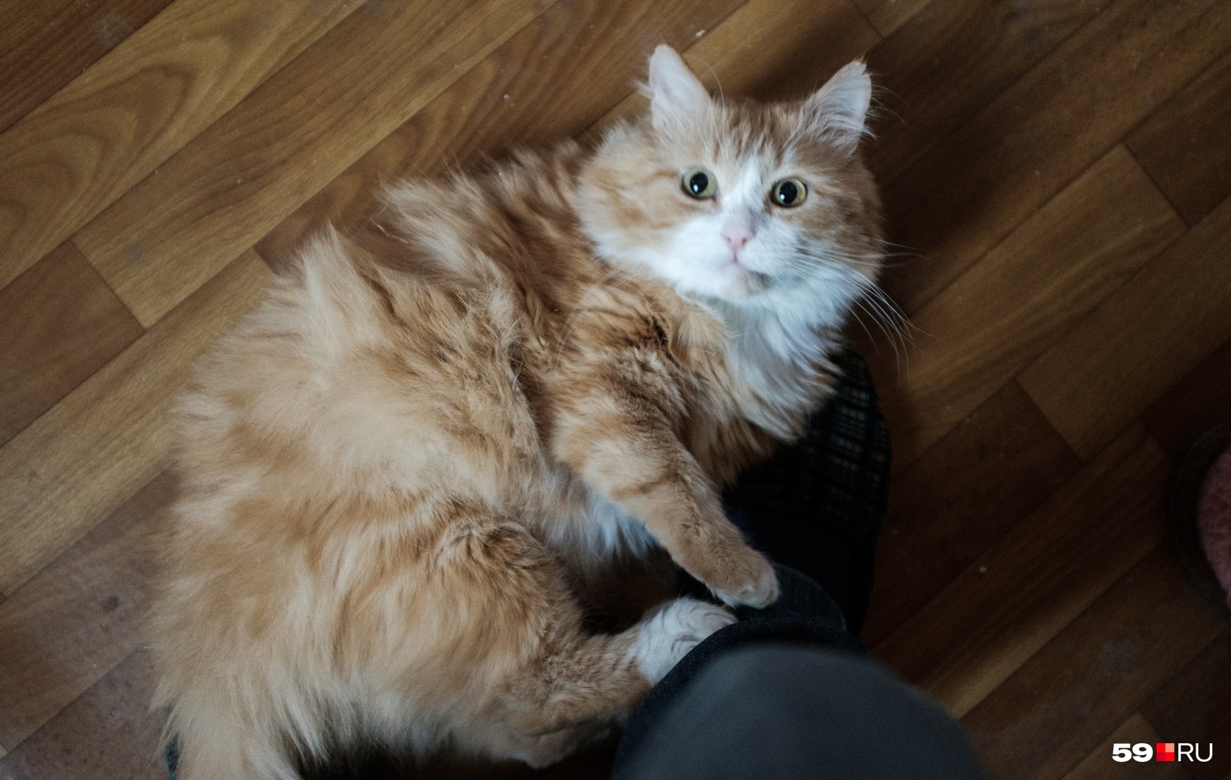 Не водите домашних котеек на улицу — это небезопасно Не водите домашних котеек на улицу — это небезопасно