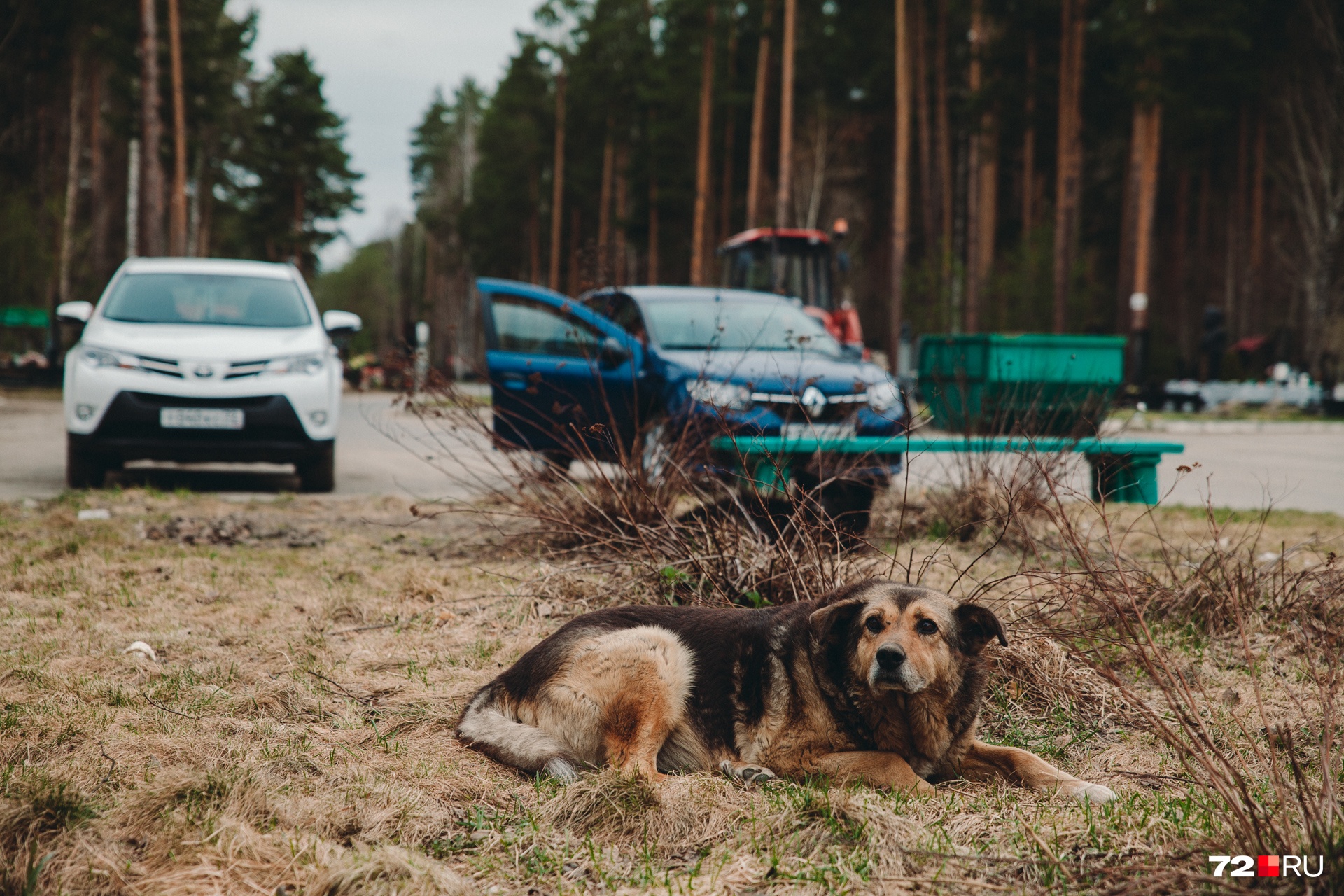 Местный пёс внимательно осмотрел нашего фотографа Ирину Шарову и зарычал, заметив направленный в его сторону объектив 