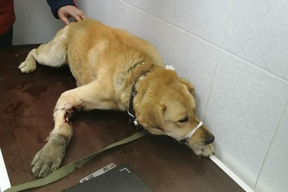 «Стая пыталась вытащить пса через забор». В Екатеринбурге волонтеры спасли собаку с оторванной лапой