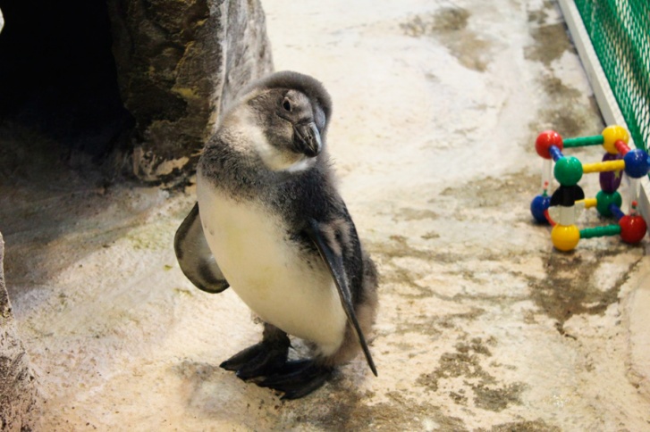 Специалистам «Роева ручья» первым в России удалось вывести потомство редких пингвинов в неволе