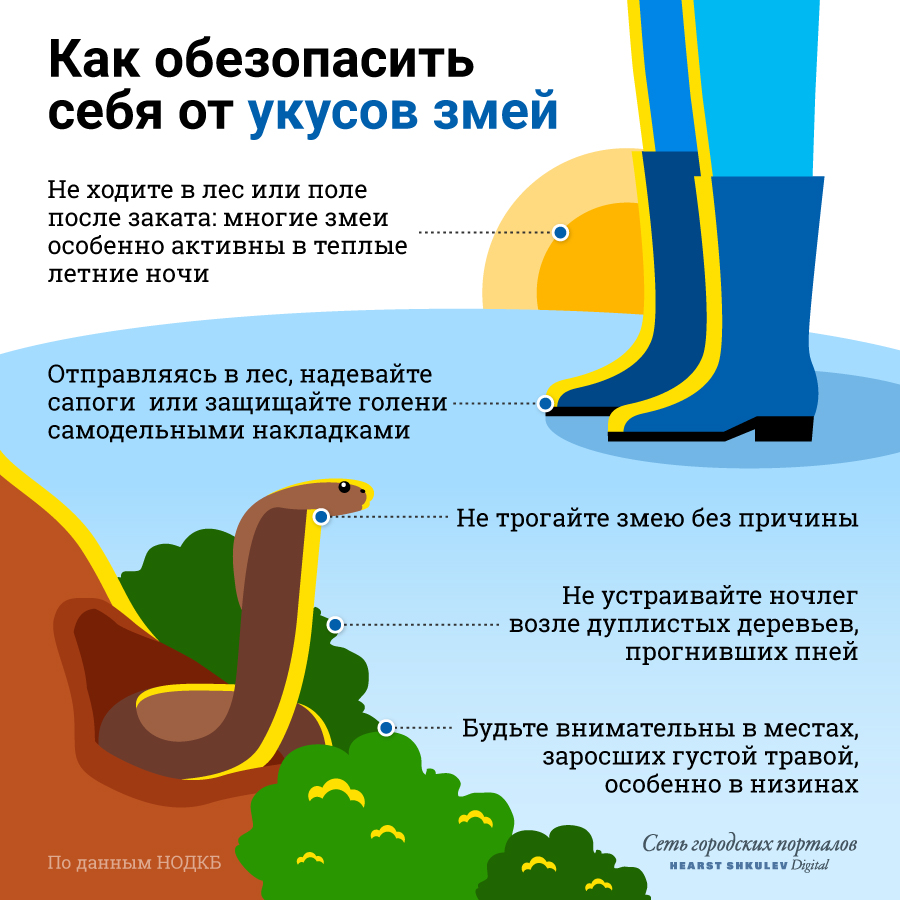 Правильно выбирайте время суток и ни в коем случае не трогайте змею, если встретите её в лесу Правильно выбирайте время суток и ни в коем случае не трогайте змею, если встретите её в лесу