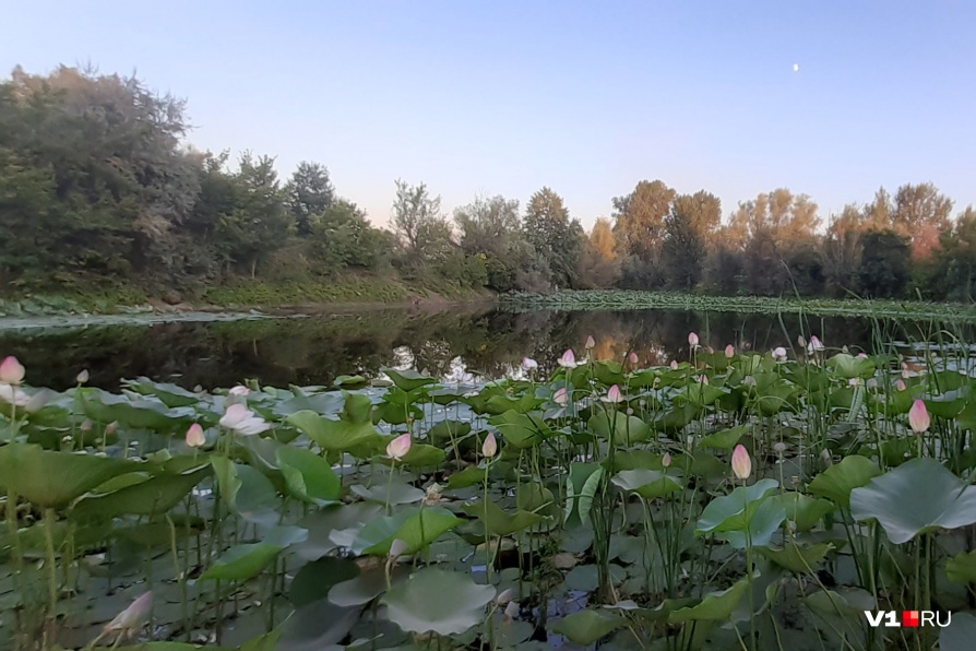 Под Волгоградом погибает озеро лотосов - фото 6