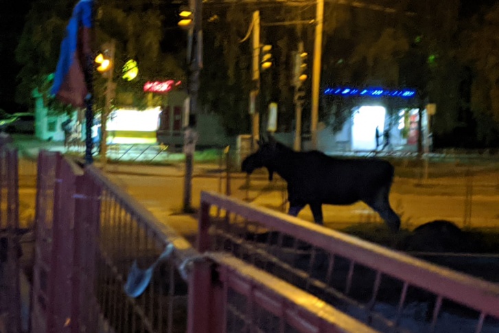 Очередное появление лося в крупном районе Ярославля перепугало людей Очередное появление лося в крупном районе Ярославля перепугало людей