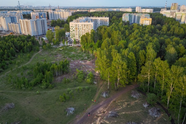 Деревья вырубили в районе домов № 26, 36 на улице Александра Шмакова Деревья вырубили в районе домов № 26, 36 на улице Александра Шмакова