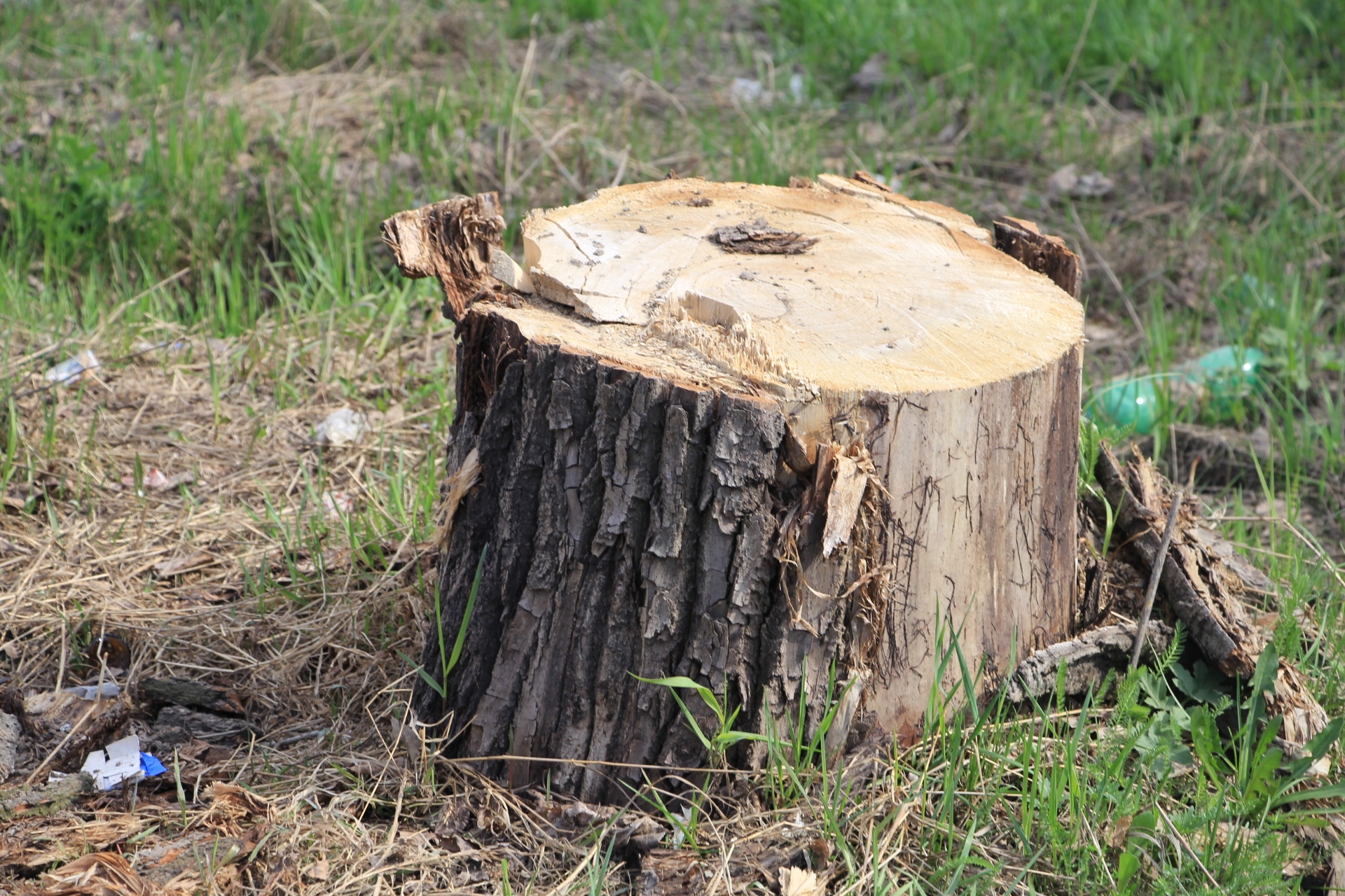 Двух жителей Архангельской области осудили за рубку дров в нацпарке «Онежское Поморье»
