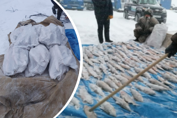 Сумма ущерба природе — более 2 миллионов рублей Сумма ущерба природе — более 2 миллионов рублей