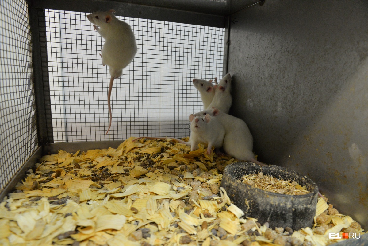 Ученые УрФУ научились лечить депрессию с помощью мышей