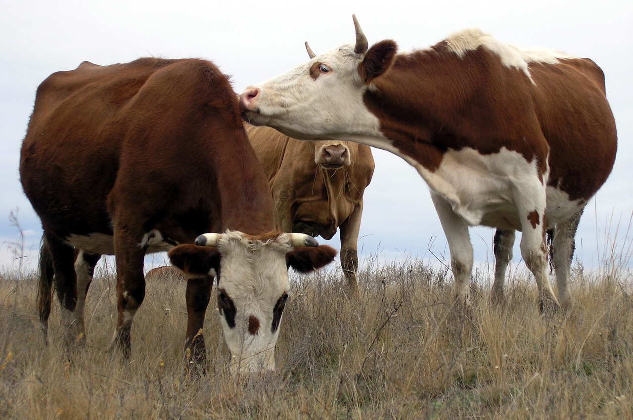Через Волгоград провезут более 200 коров с опасной инфекцией для уничтожения в Астрахани