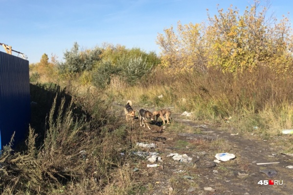 В Зауралье не хватает организаций, которые будут заниматься отловом диких собак, считает глава Далматово В Зауралье не хватает организаций, которые будут заниматься отловом диких собак, считает глава Далматово