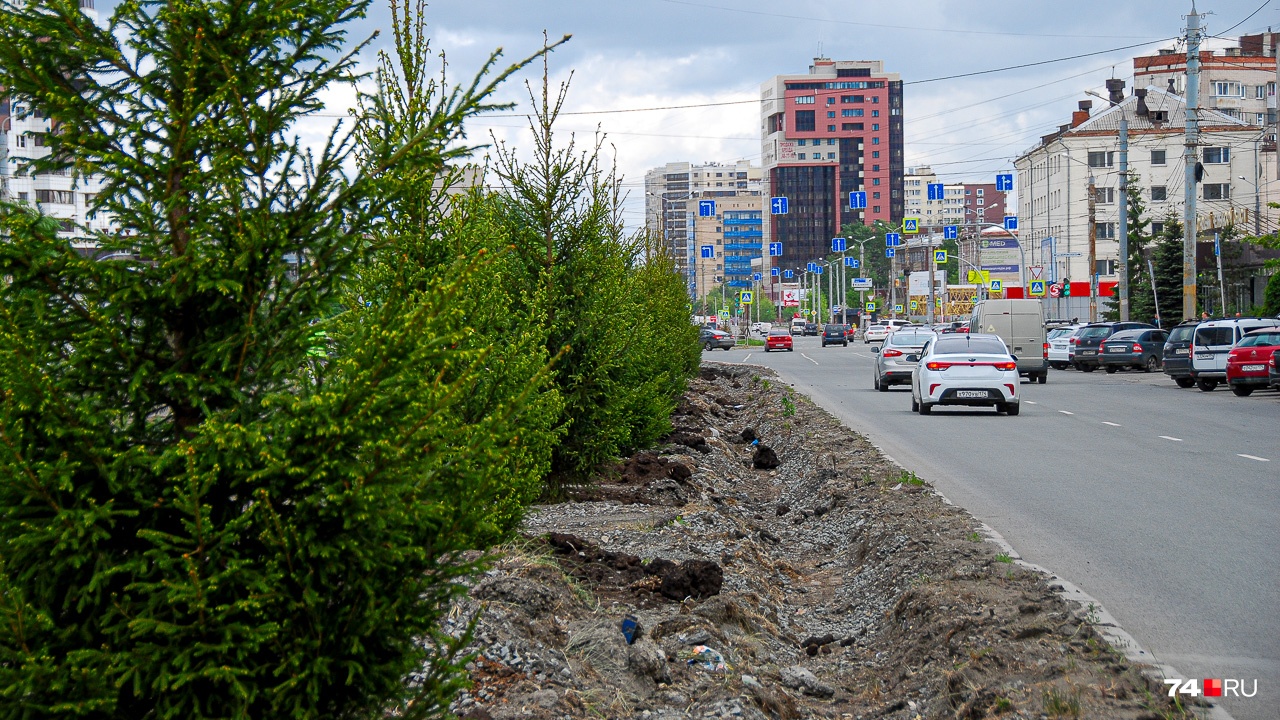 На улице Курчатова высадили хорошие ели-крупномеры, но есть пикантная подробность... На улице Курчатова высадили хорошие ели-крупномеры, но есть пикантная подробность...