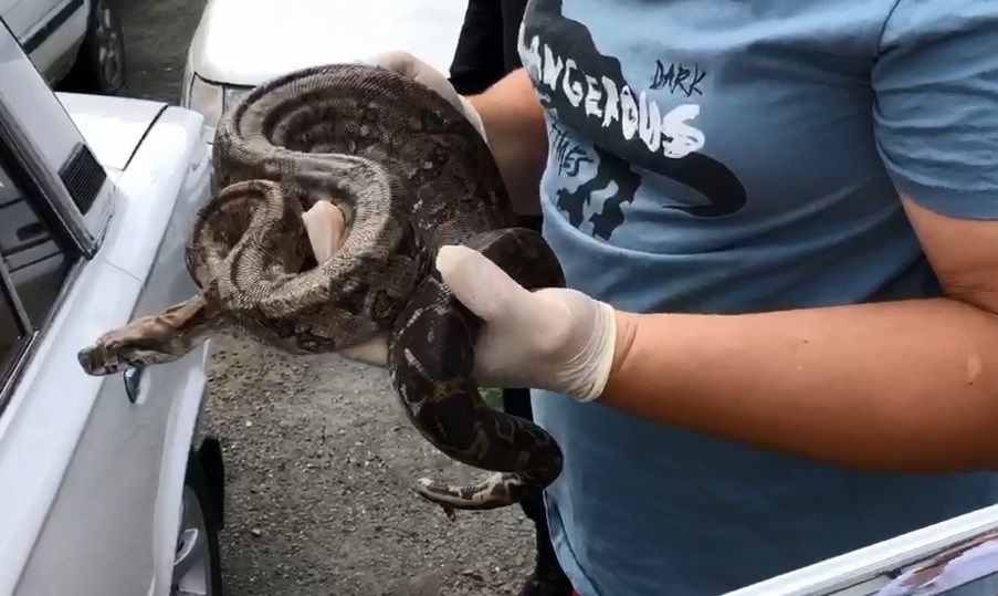 Видео дня: екатеринбуржец попытался отбиться от гаишников с помощью змеи