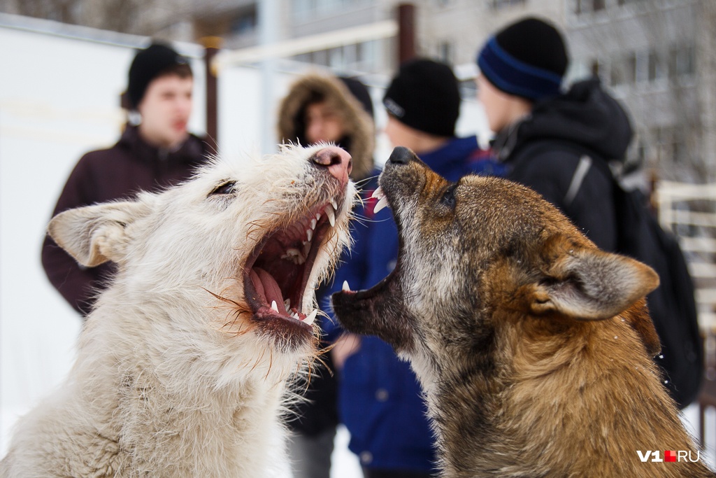 «Подозрительных животных уничтожать на месте»: в двух районах Волгоградской области ввели карантин по бешенству