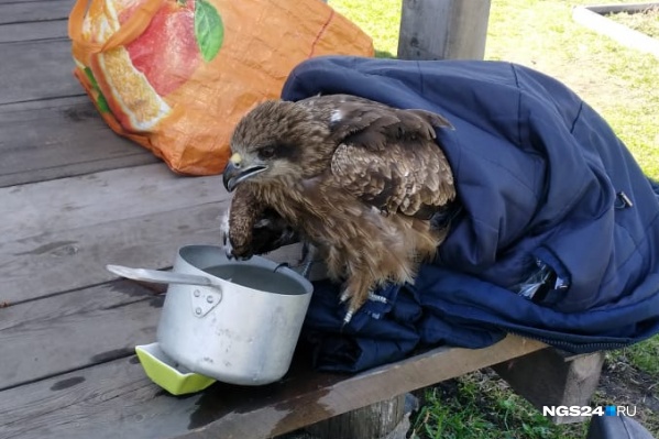 Коршун пьёт воду из ковшика Коршун пьёт воду из ковшика 
