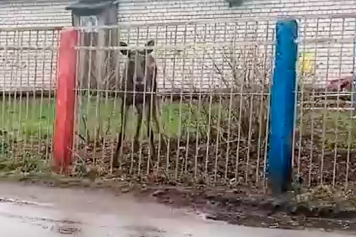 Лосёнок с опаской смотрел на прохожих Лосёнок с опаской смотрел на прохожих