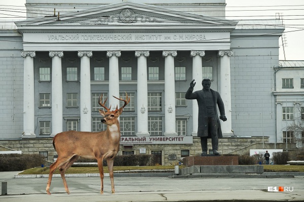 Олень возле УрФУ как у себя дома Олень возле УрФУ как у себя дома