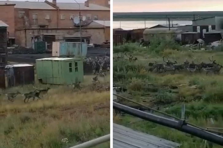 Олени стремительно пробежали мимо Олени стремительно пробежали мимо