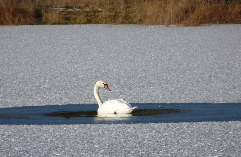 «Спасать их не надо»: что делать, если вы увидели замерзающего на пруду лебедя