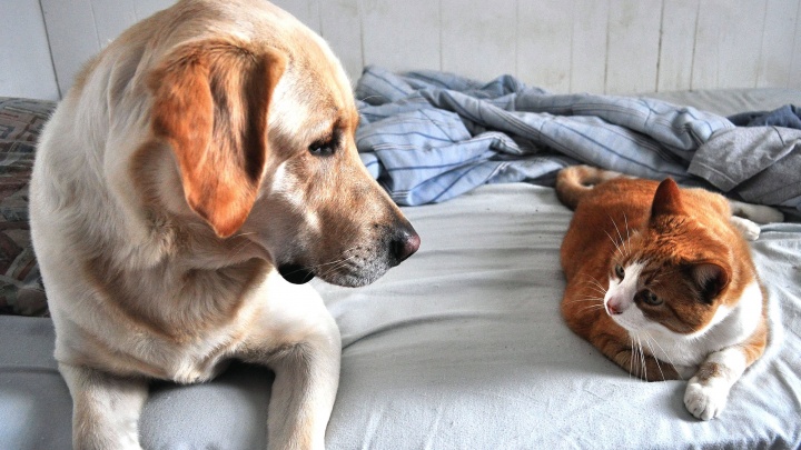 Кошки против собак: каких домашних животных предпочитают заводить пермяки