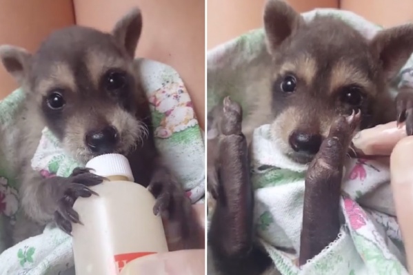 Собачье молоко Стеше не подошло Собачье молоко Стеше не подошло