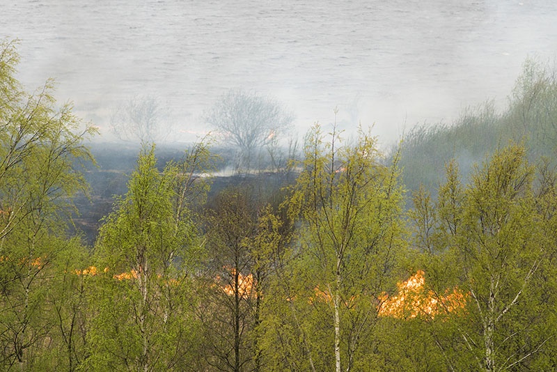 Не пожелавших уйти в самоизоляцию от Лахтинского разлива отогнал пожар