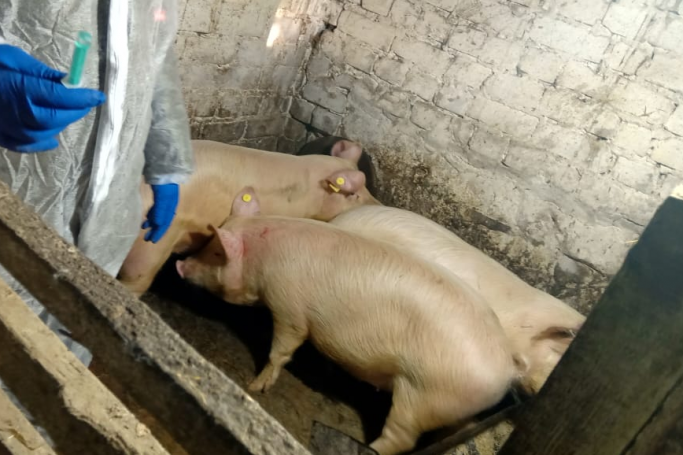 В Самарской области у сельчан изымут и уничтожат свиней