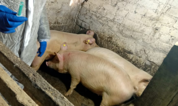 В Самарской области у сельчан изымут и уничтожат свиней