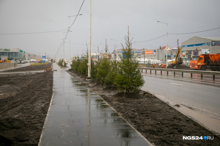 Вдоль Котельникова осенью высадили взрослые елки Вдоль Котельникова осенью высадили взрослые елки