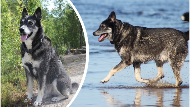 «Мой добрый Ллойд пропал в лесу»: северодвинка просит помочь вернуть пса, который сам искал людей