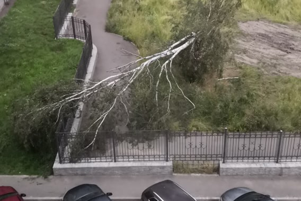 Мы сели отдохнуть на поваленную ветром иву. Сильный ураган в Подмосковье в июне 2006. Ливень 29 мая 2021. Сильный ветер в Тюмени 20 июня 2021. Последствия ураганный ветер был 20 июня 2021 в Миассе.