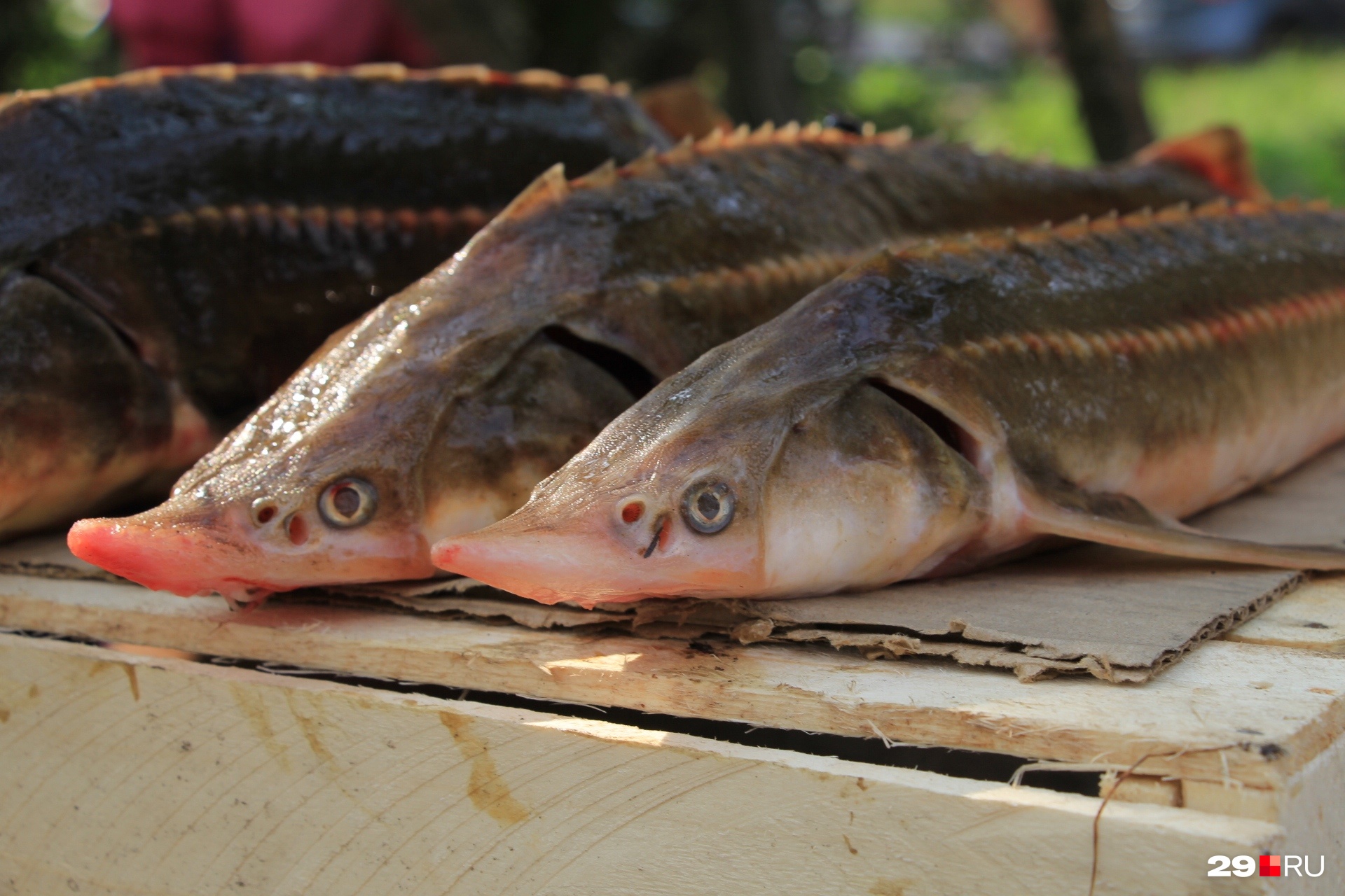 Объем производства рыбы вырос почти в 2 раза за последние 5 лет в Архангельской области