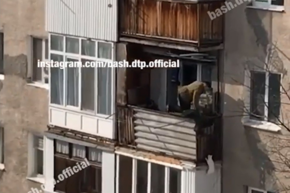 Мужчина не смог остаться равнодушным к беде малыша Мужчина не смог остаться равнодушным к беде малыша