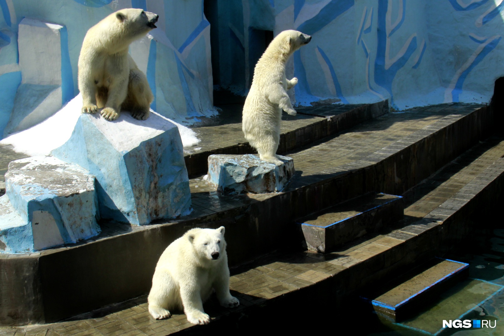 Открытие зоопарка в Новосибирске
