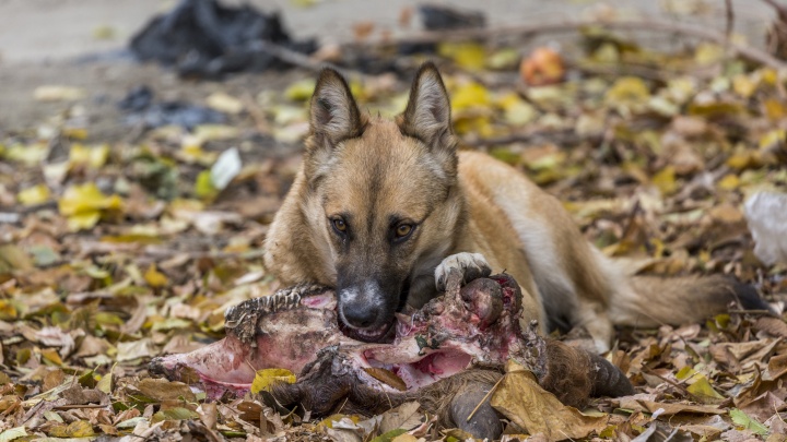 «Их ждет пожизненное заключение»: в Волгограде решают, как справиться со стаями бродячих собак